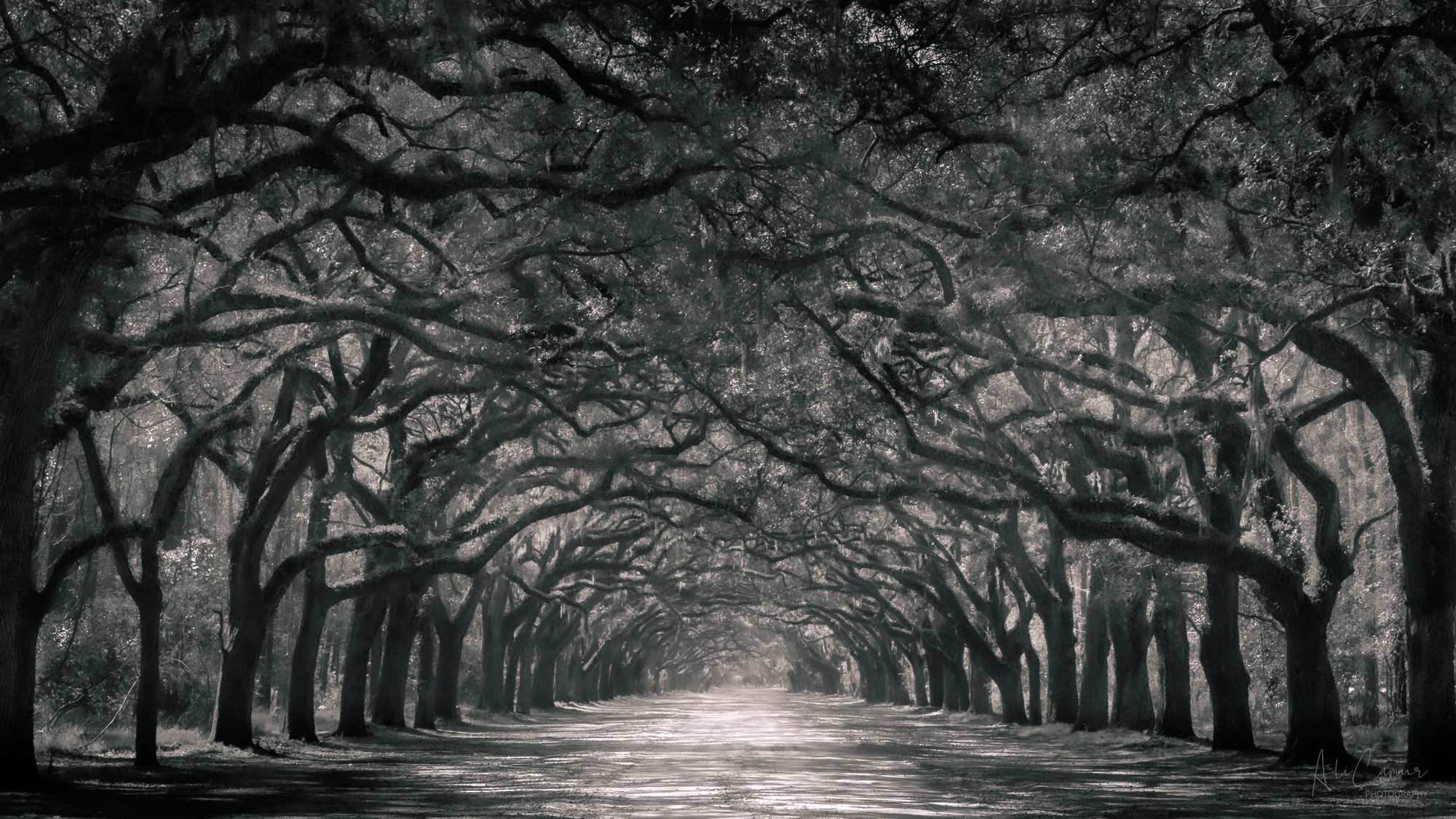 Avenue of Oaks, Wormsloe Historic Site, Savannah, Georgia — limited edition fine art metal print
