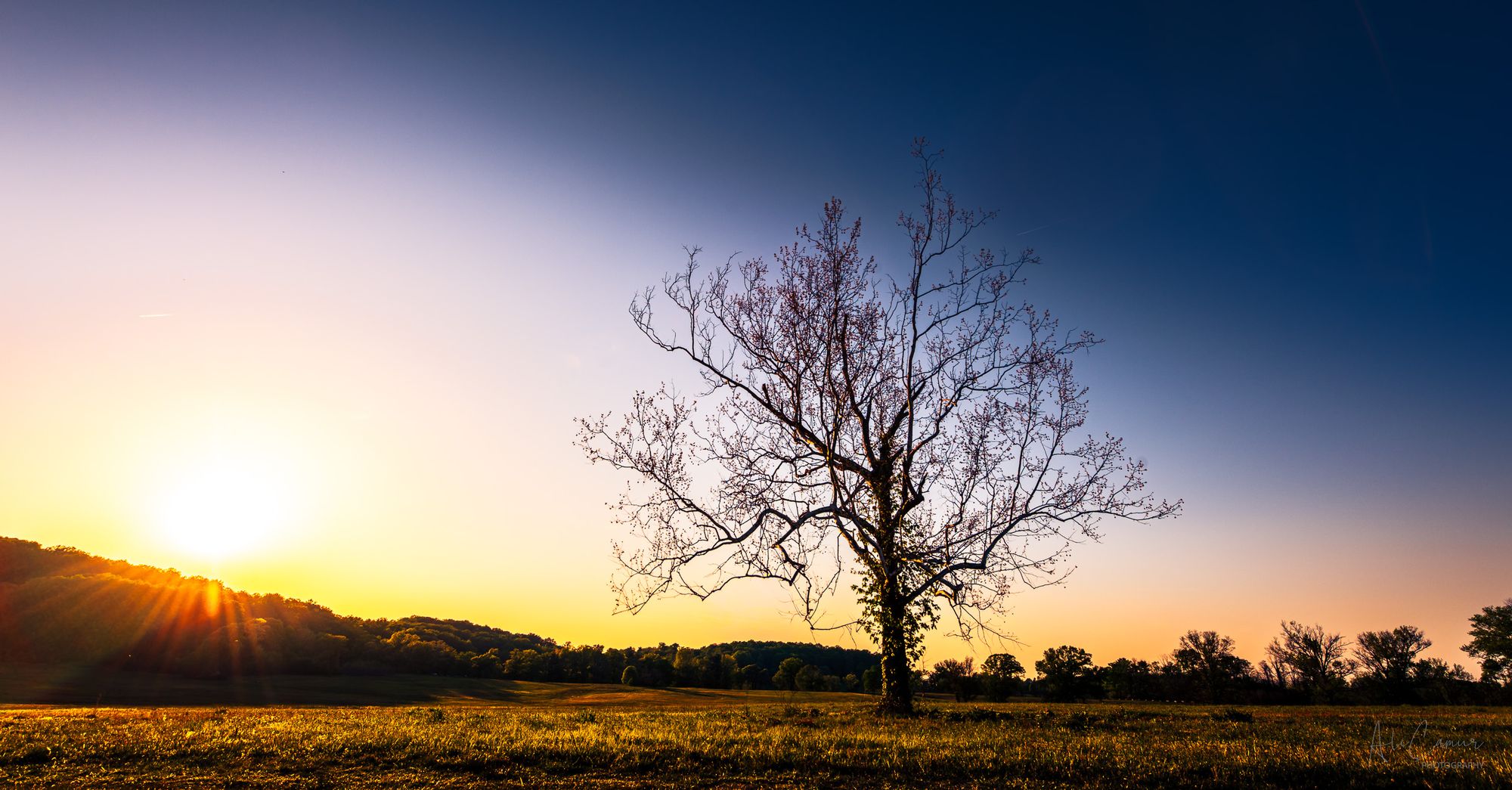 Lone Tree at Sunset, Valley Forge, Pennsylvania — limited edition fine art metal print